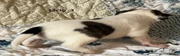Chiweenie dogs for sale: Chiweenie 1 - Ad 17