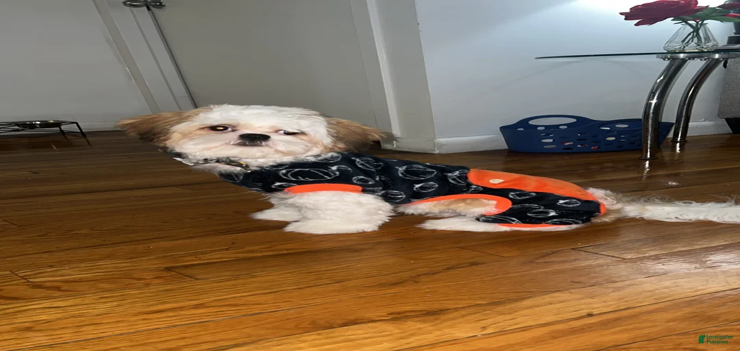 Gallery Image {{count}}