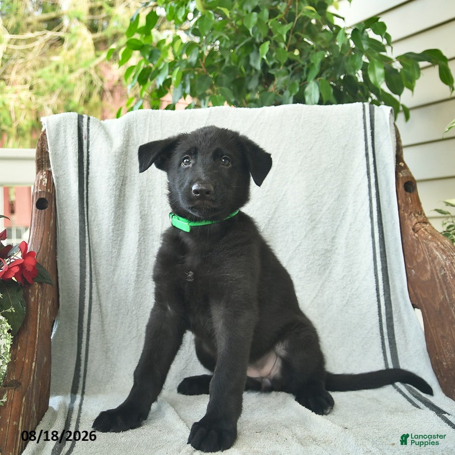 German Shepherd dogs Georgia - Ad 2