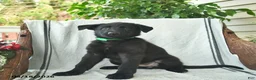 German Shepherd dogs for sale: Georgia - Ad 2