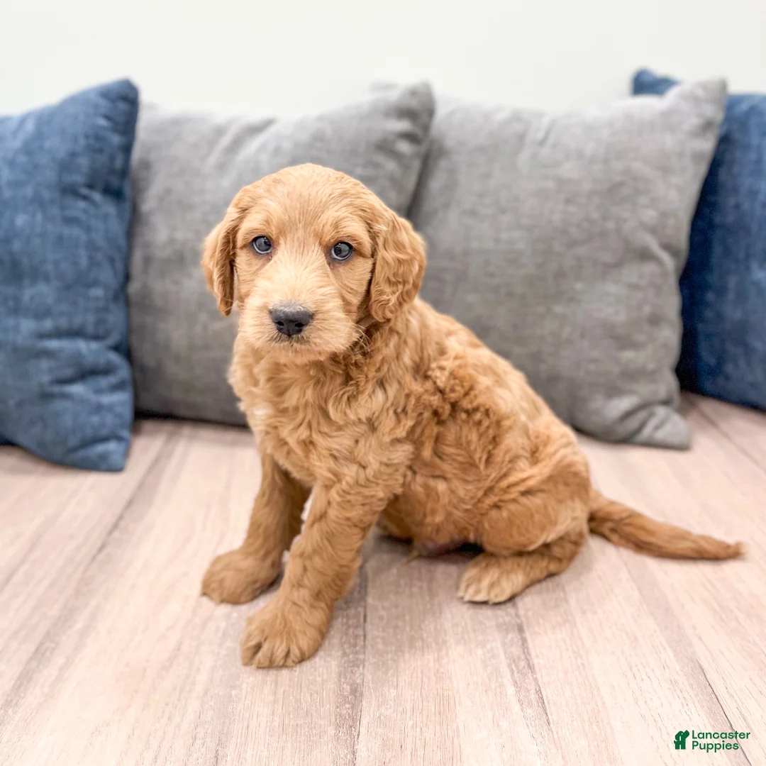 Mini Goldendoodle dogs for sale: Ace - Ad 1