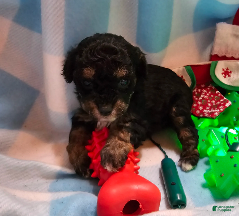 Cavapoo dogs for sale: POMAGRANT - Ad 4