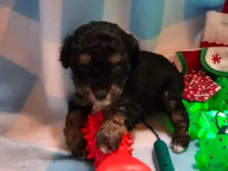 Cavapoo dogs POMAGRANT - Ad 37