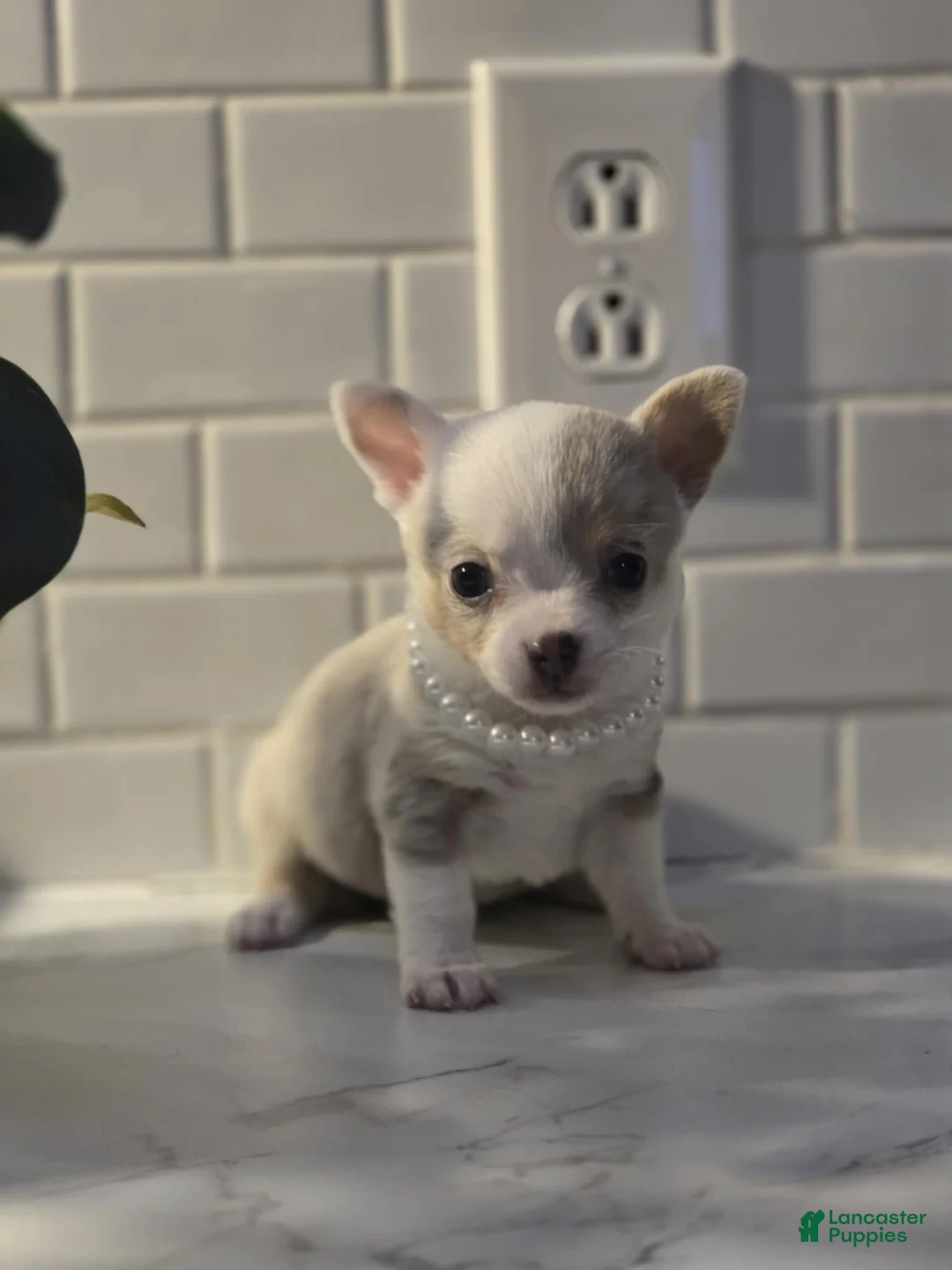 Chihuahua dogs for sale: lilly - Ad 4