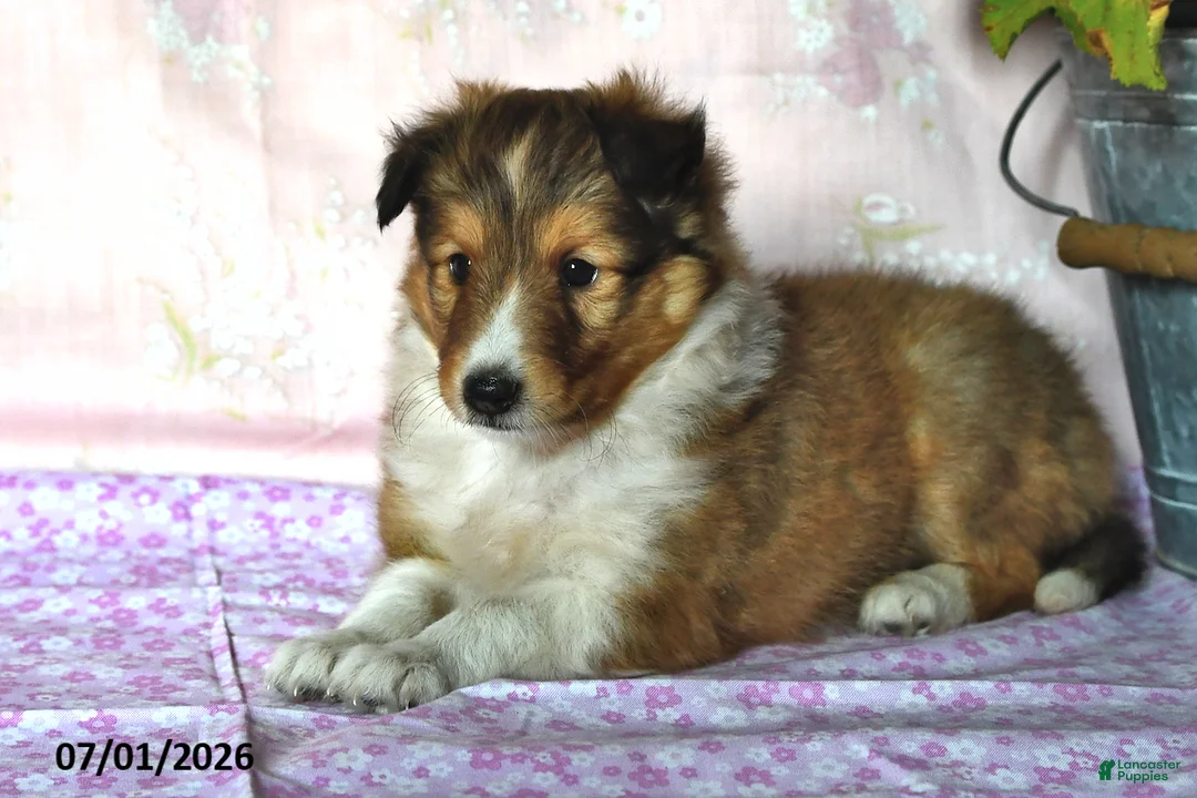Shetland Sheepdog dogs for sale: Jubilee - Ad 2