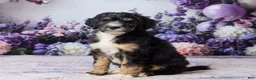 Bernedoodle dogs for sale: Layne - Ad 5