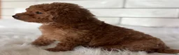 Mini Goldendoodle dogs for sale: Haven - Ad 4