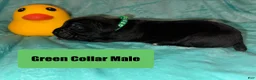 Cane Corso dogs for sale: Brown Collar Female - Ad 9