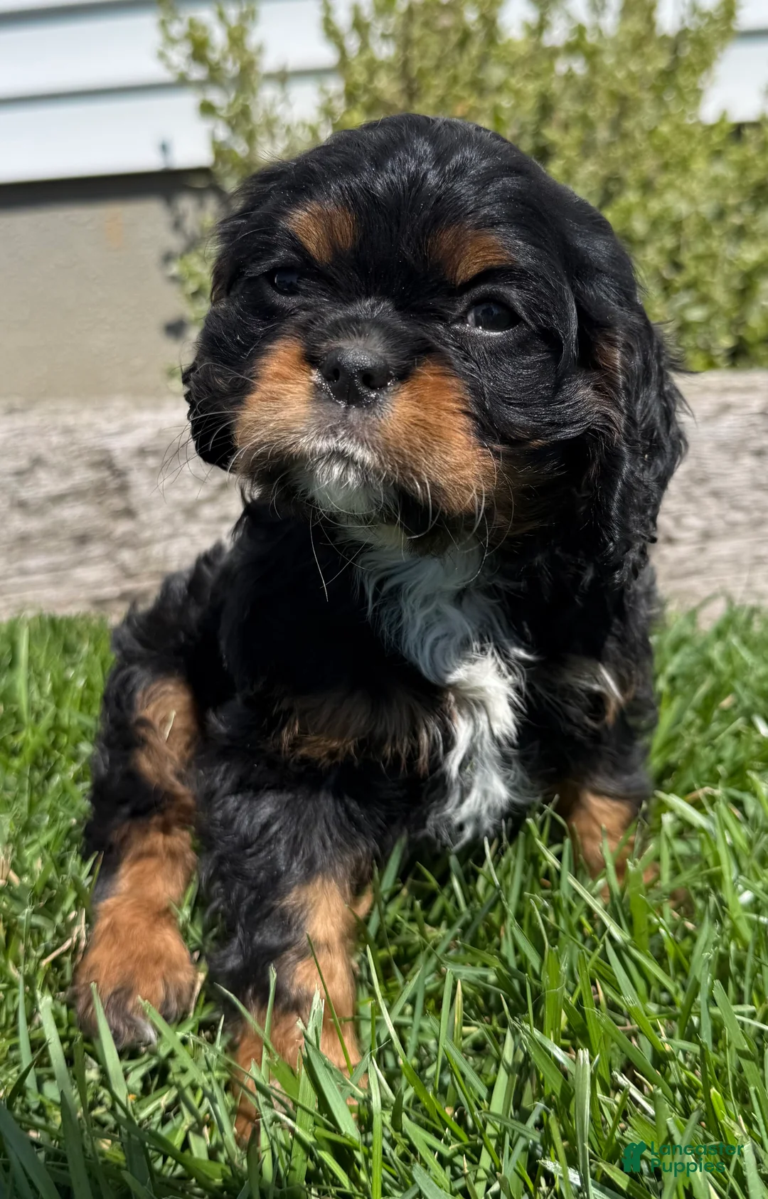 Cavalier King Charles Spaniel dogs for sale: Alex - Ad 1