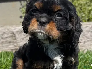 Cavalier King Charles Spaniel dogs Alex - Ad 22