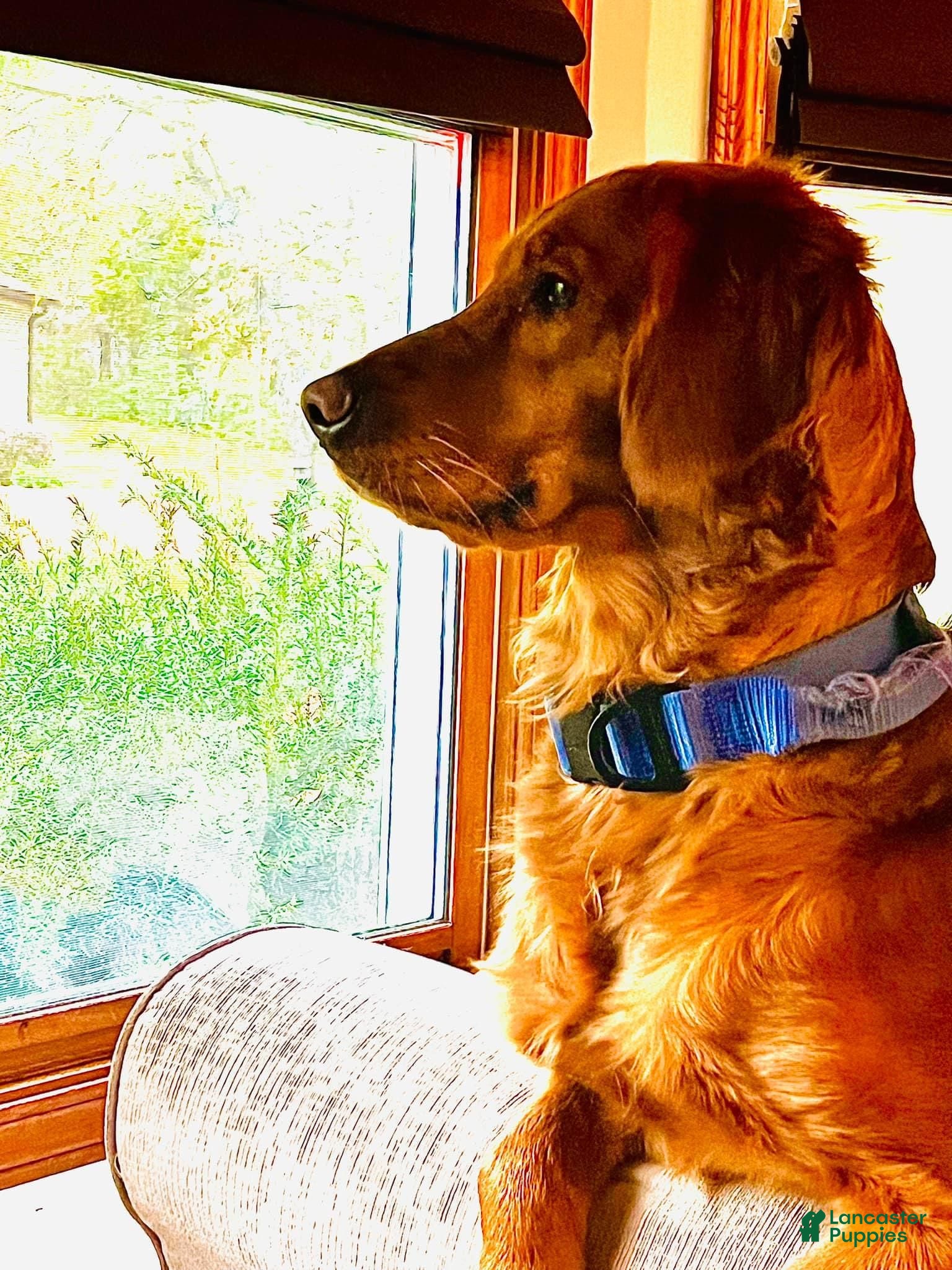 Golden Retriever dogs Light Blue Male - Ad 2