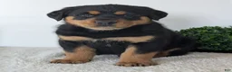 Mixed Breed dogs for sale: Rufus - Ad 11
