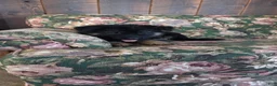 German Shepherd dogs for sale: Jessie - Ad 14