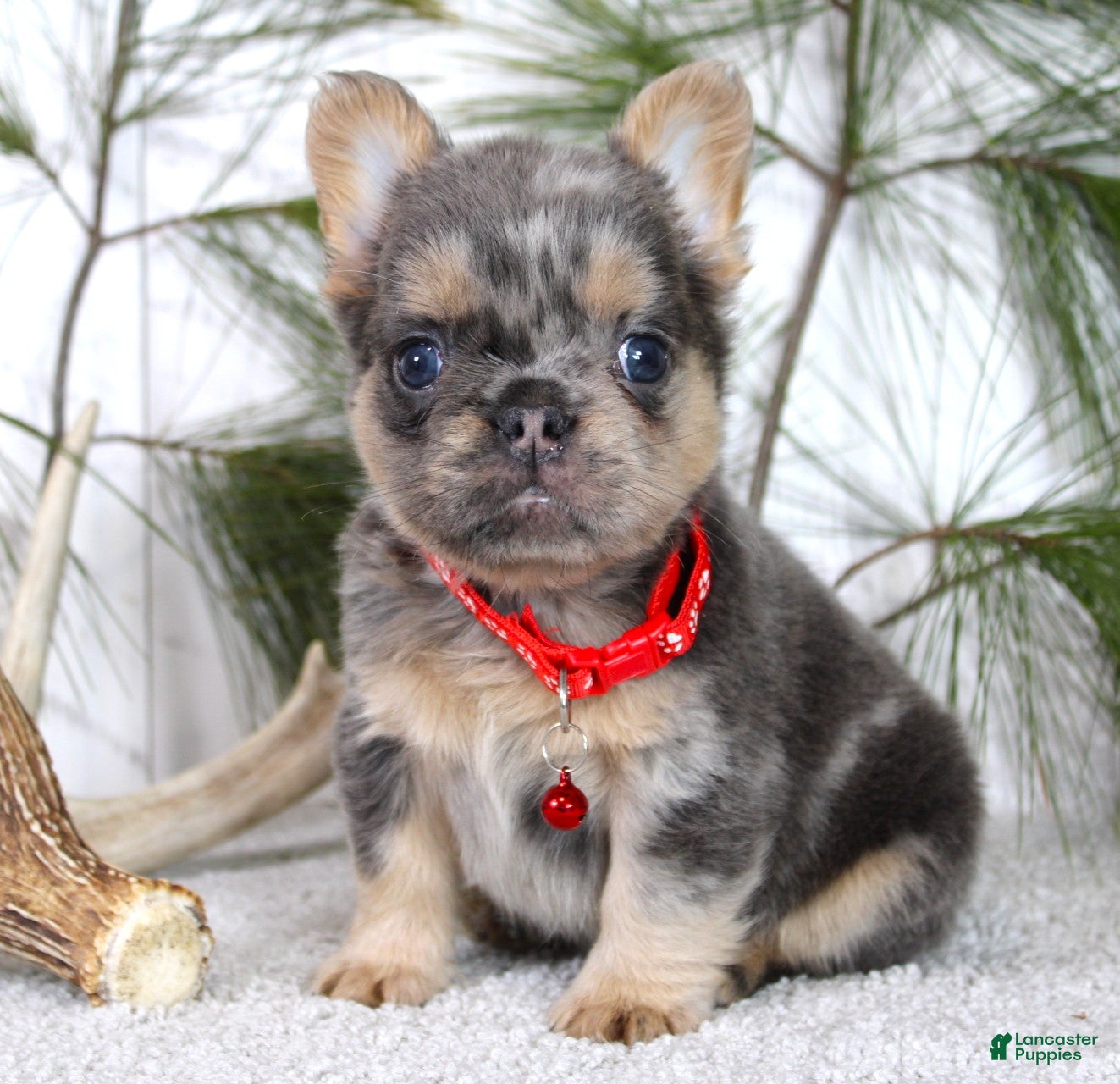 French Bulldog dogs Winston - Ad 2