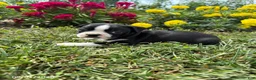 Boston Terrier dogs for sale: Henry - Ad 2
