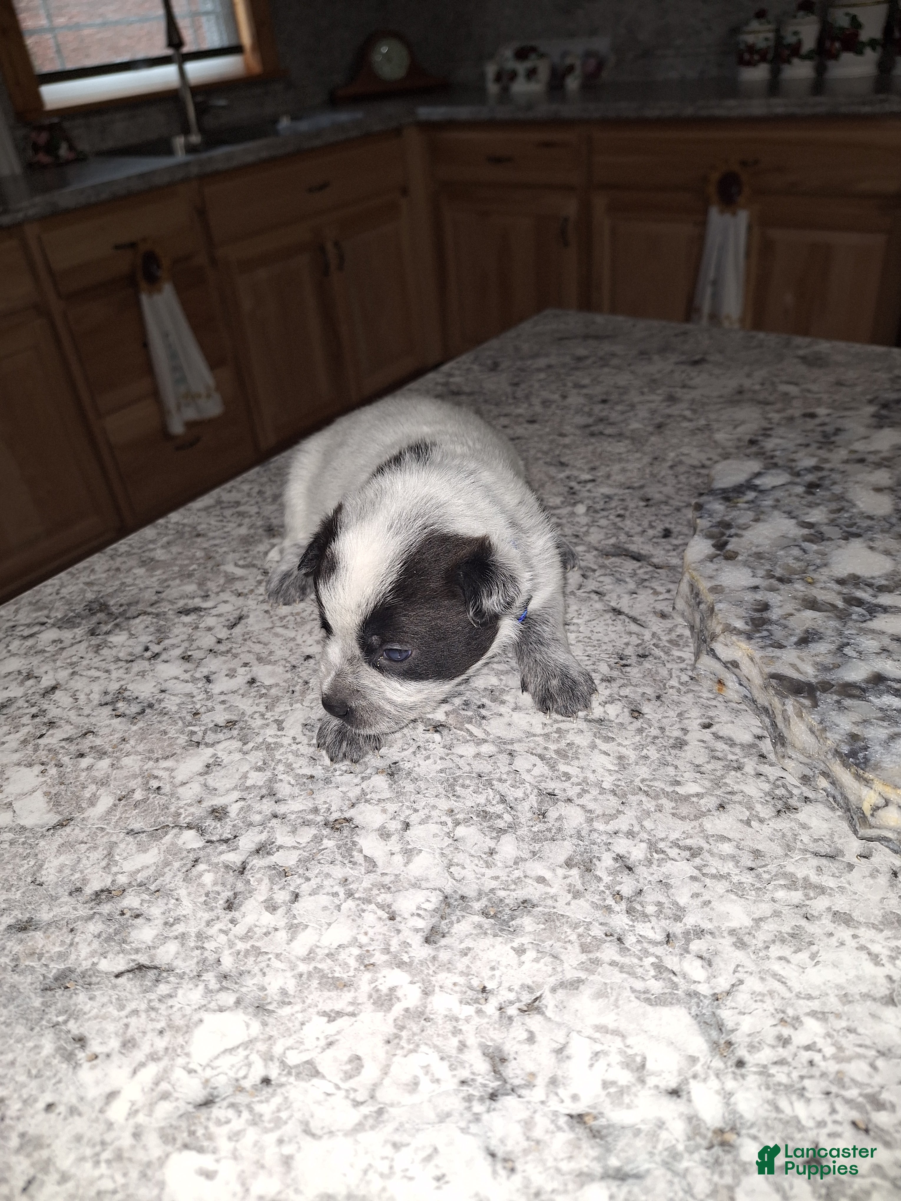 Mixed Breed dogs Mixed Breed Puppy 3 - Ad 33