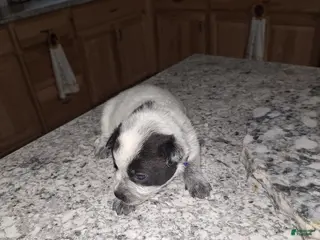 Mixed Breed dogs Mixed Breed Puppy 3 - Ad 33