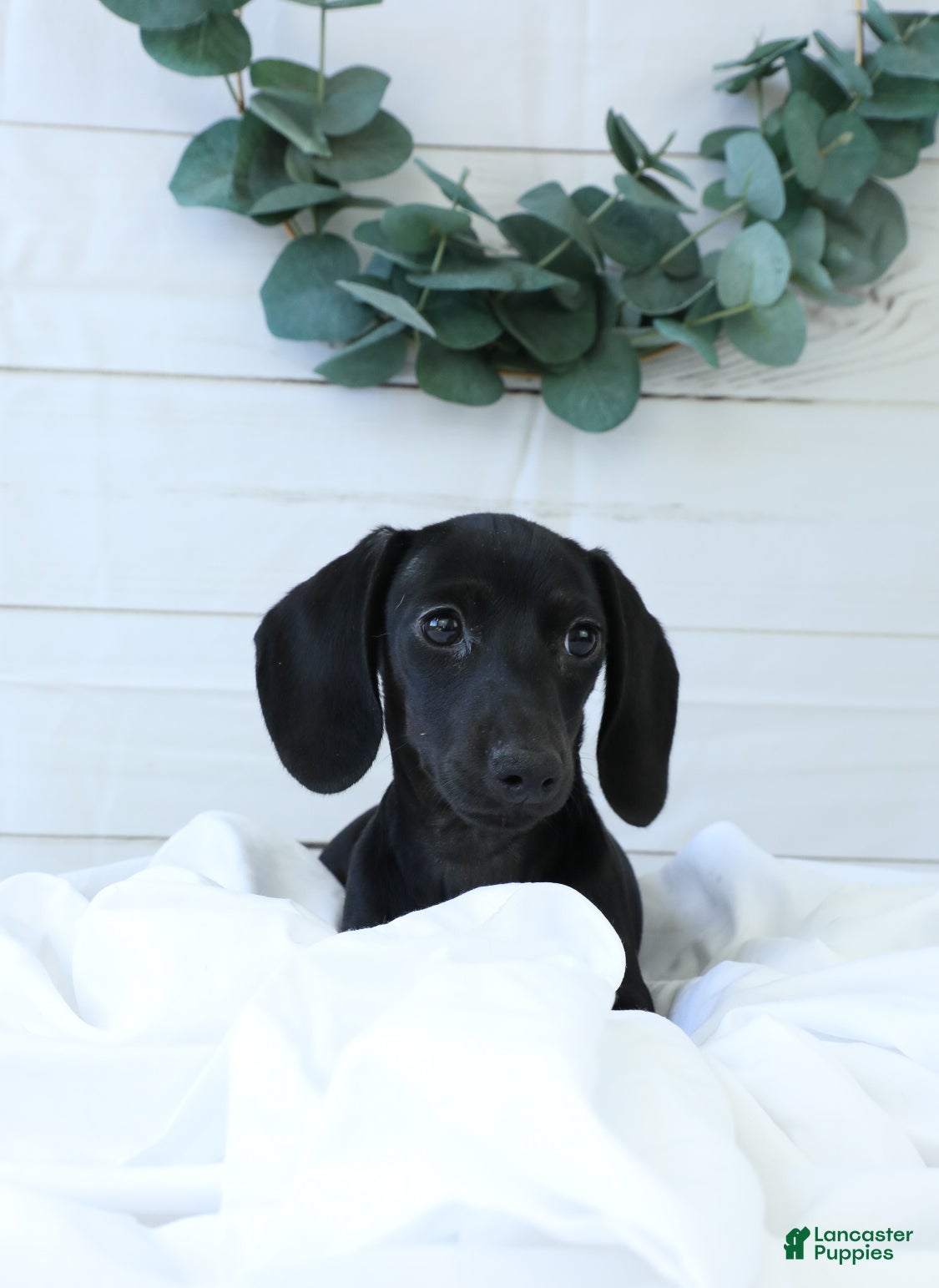 Miniature Dachshund dogs for sale: Belle - Ad 4