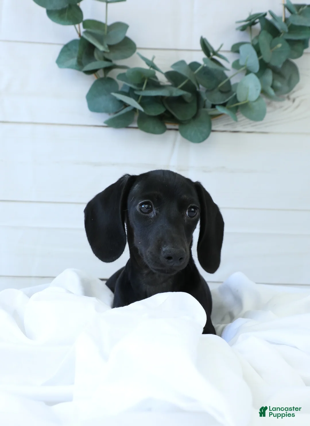 Miniature Dachshund dogs for sale: Belle - Ad 1