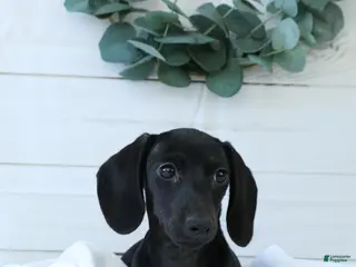 Miniature Dachshund dogs for sale: Belle - Ad 4