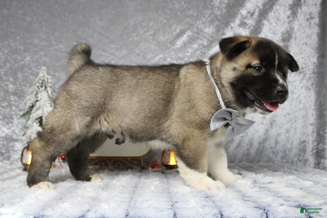 Pomsky dogs for sale: Rowan  - Ad 6