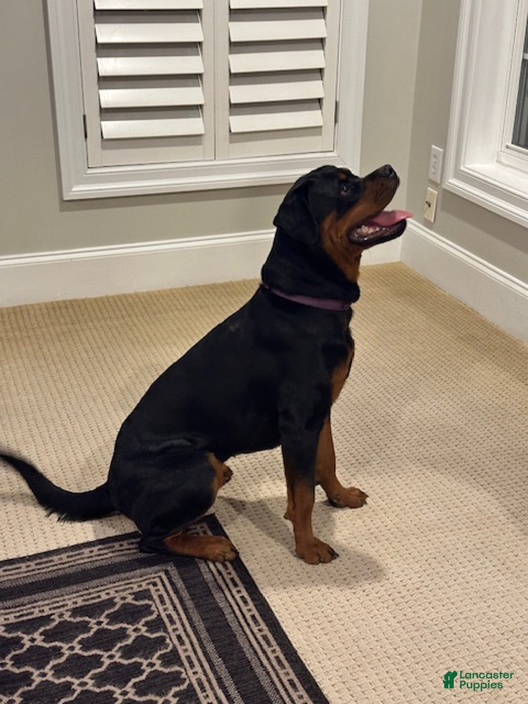 Rottweiler dogs for sale: Nova Vom Hause Metzger - Ad 1
