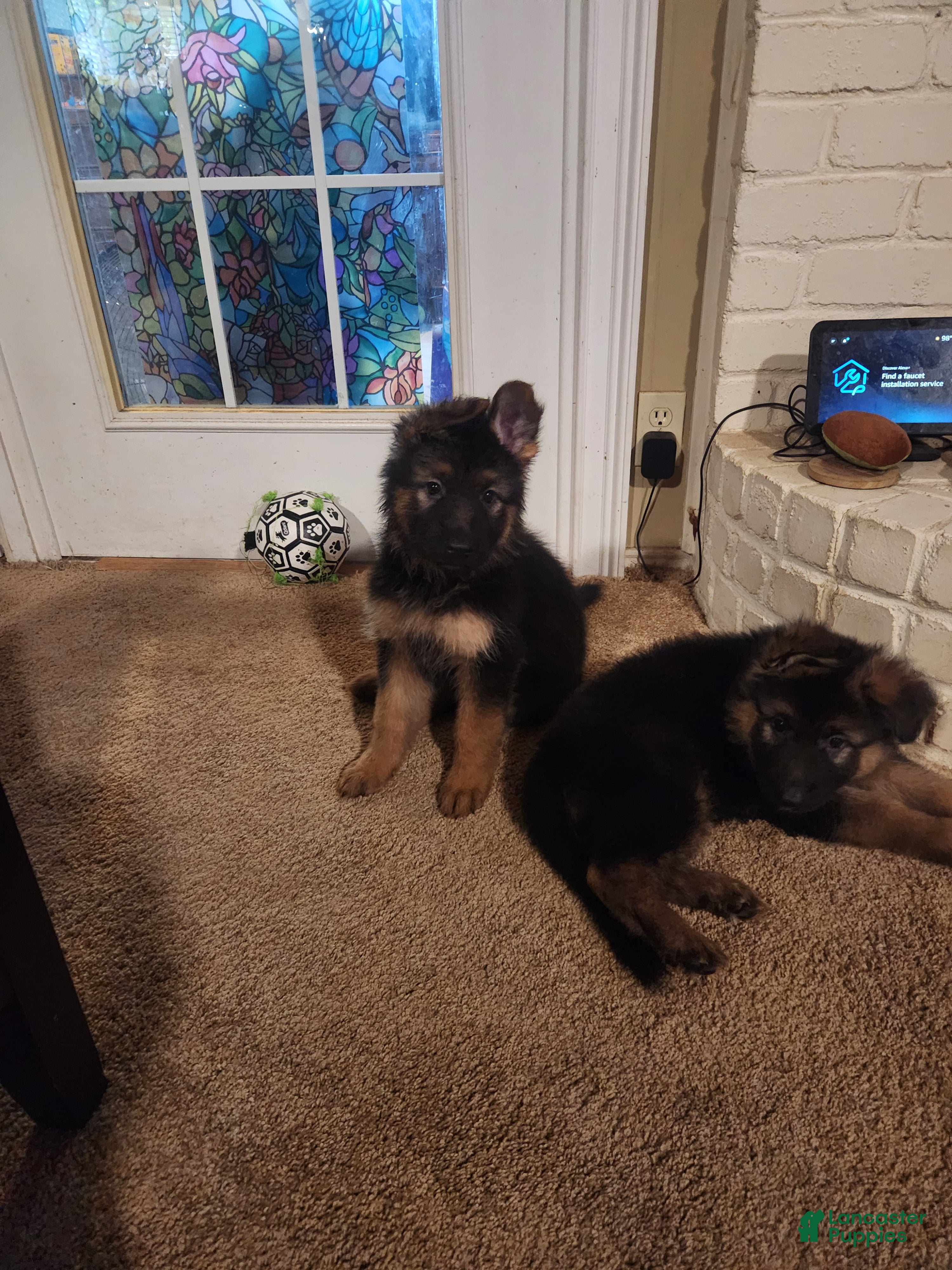 German Shepherd dogs German Shepherd 8 - Ad 1