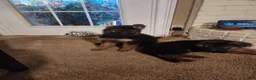 German Shepherd dogs for sale: German Shepherd 8 - Ad 1