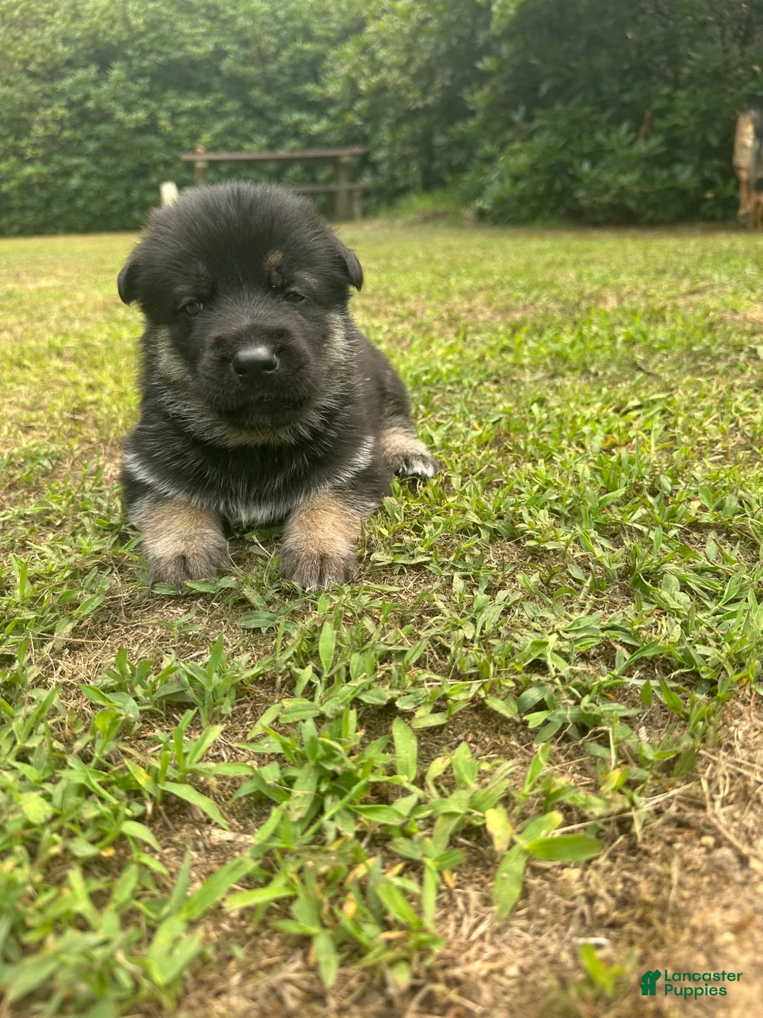 Gerberian Shepsky dogs for sale: Gerberian Shepsky 5 - Ad 2