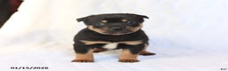 Mixed Breed dogs for sale: Kirby - Ad 1