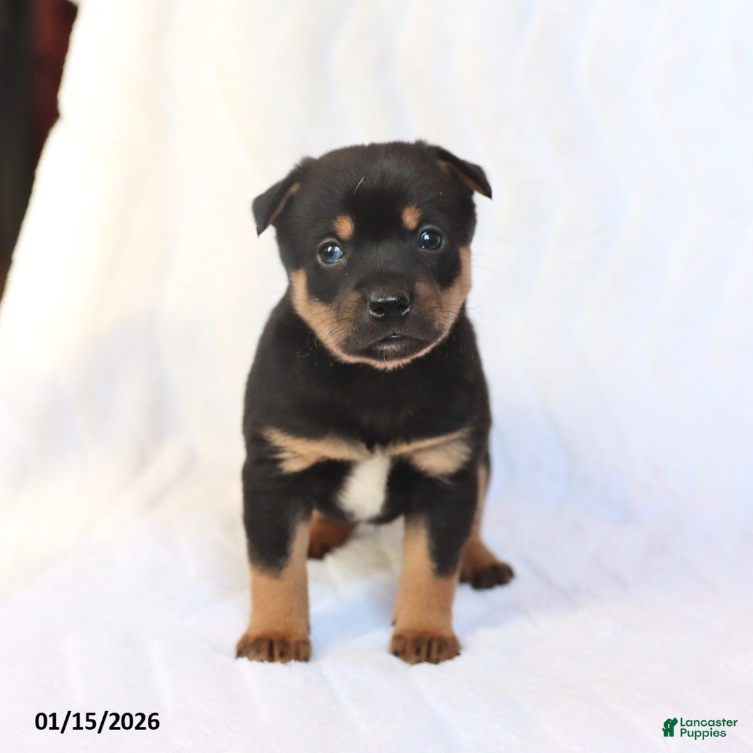 Mixed Breed dogs for sale: Kirby - Ad 1
