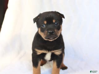 Mixed Breed dogs Kirby - Ad 12