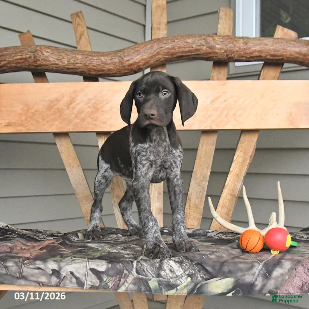 German Shorthaired Pointer dogs for sale: Warrior - Ad 2