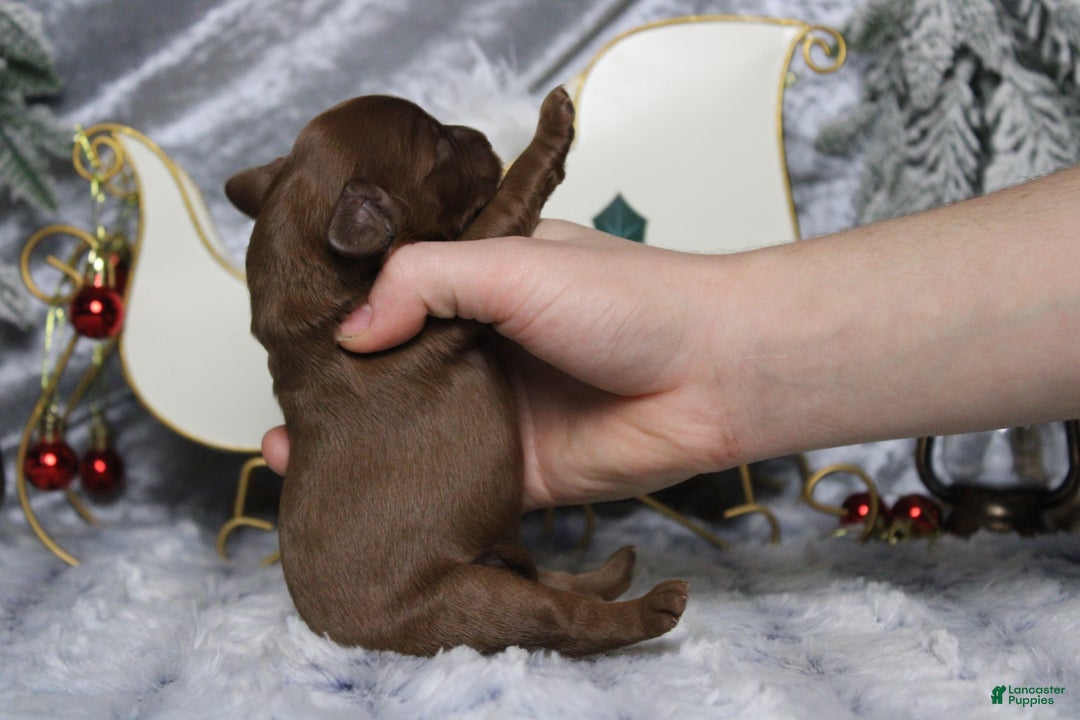 Cavapoo dogs for sale: Cinnamon  - Ad 8