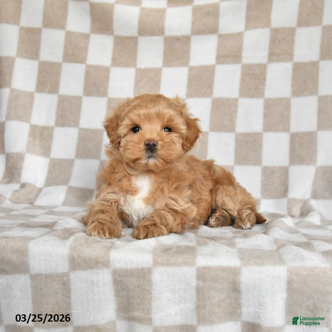 Maltipoo dogs for sale: Precious - Ad 1