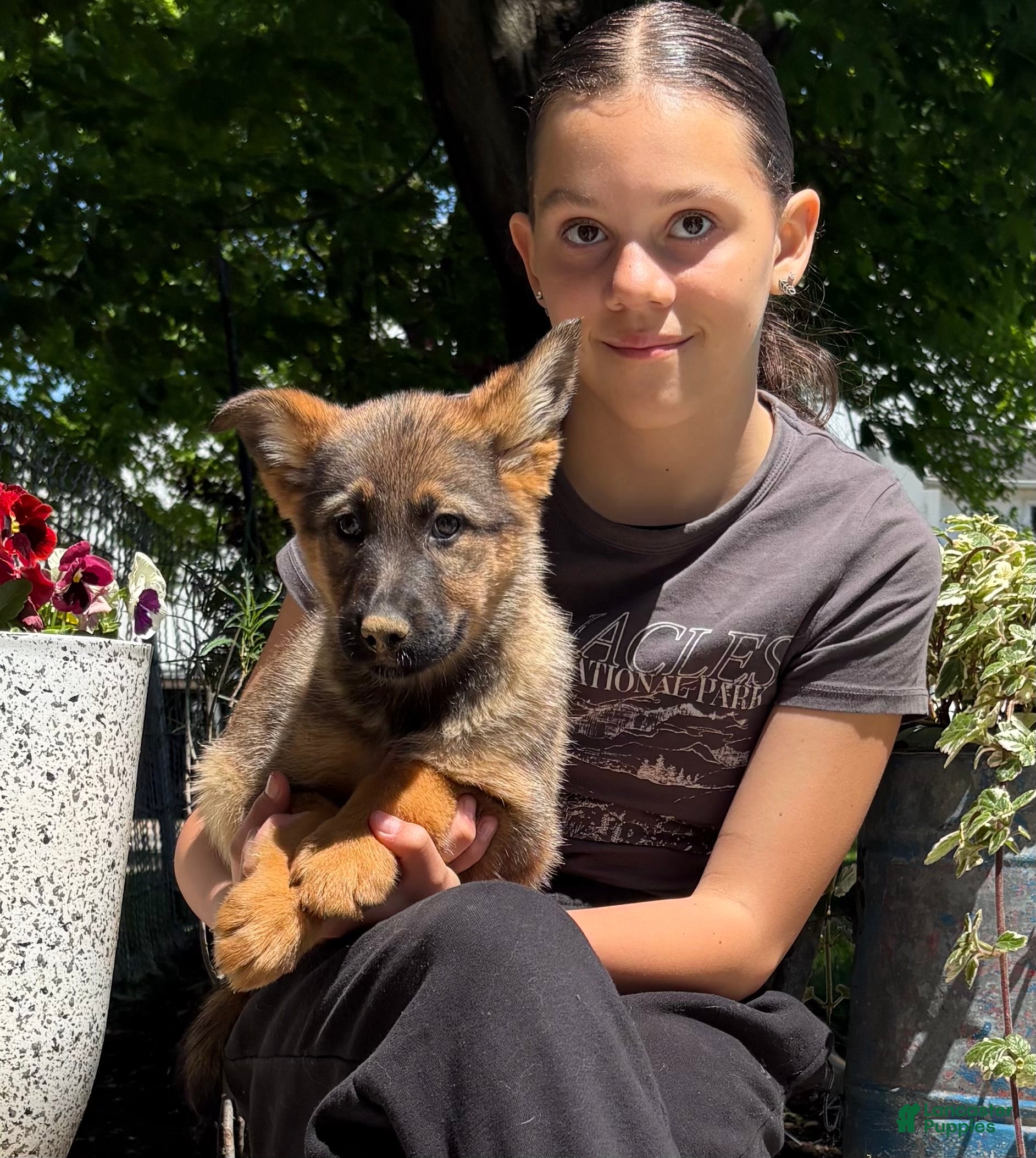 German Shepherd dogs Olivia - Ad 36