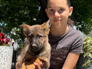 German Shepherd dogs Olivia - Ad 11