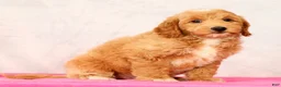 Mini Goldendoodle dogs for sale: Onyx - Ad 7