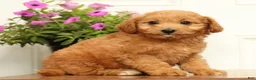 Mini Goldendoodle dogs for sale: Abby - Ad 4