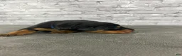 Doberman Pinscher dogs for sale: Phantom's Goat of the NBA "LeBron James'"''European - Ad 3