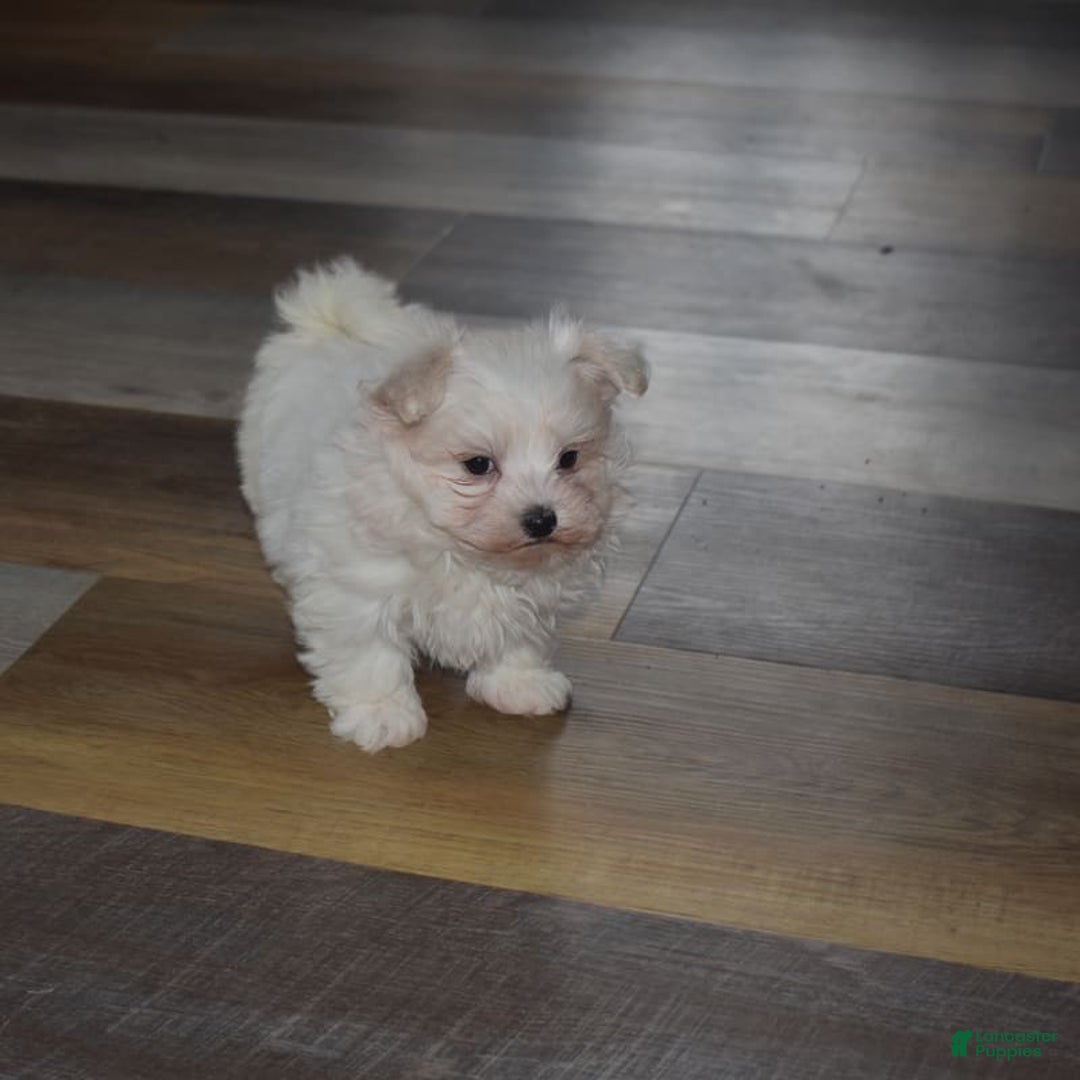 Maltese dogs for sale: Snowflake - Ad 12