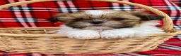 Shih Tzu dogs for sale: Finn - Ad 7