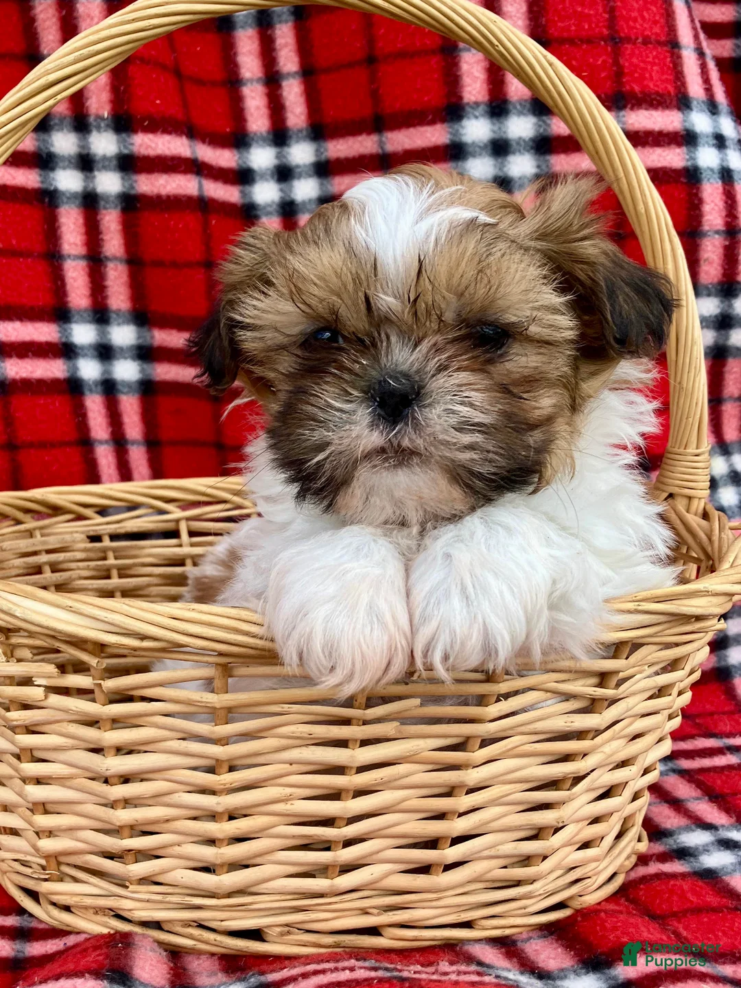 Shih Tzu dogs for sale: Finn - Ad 7