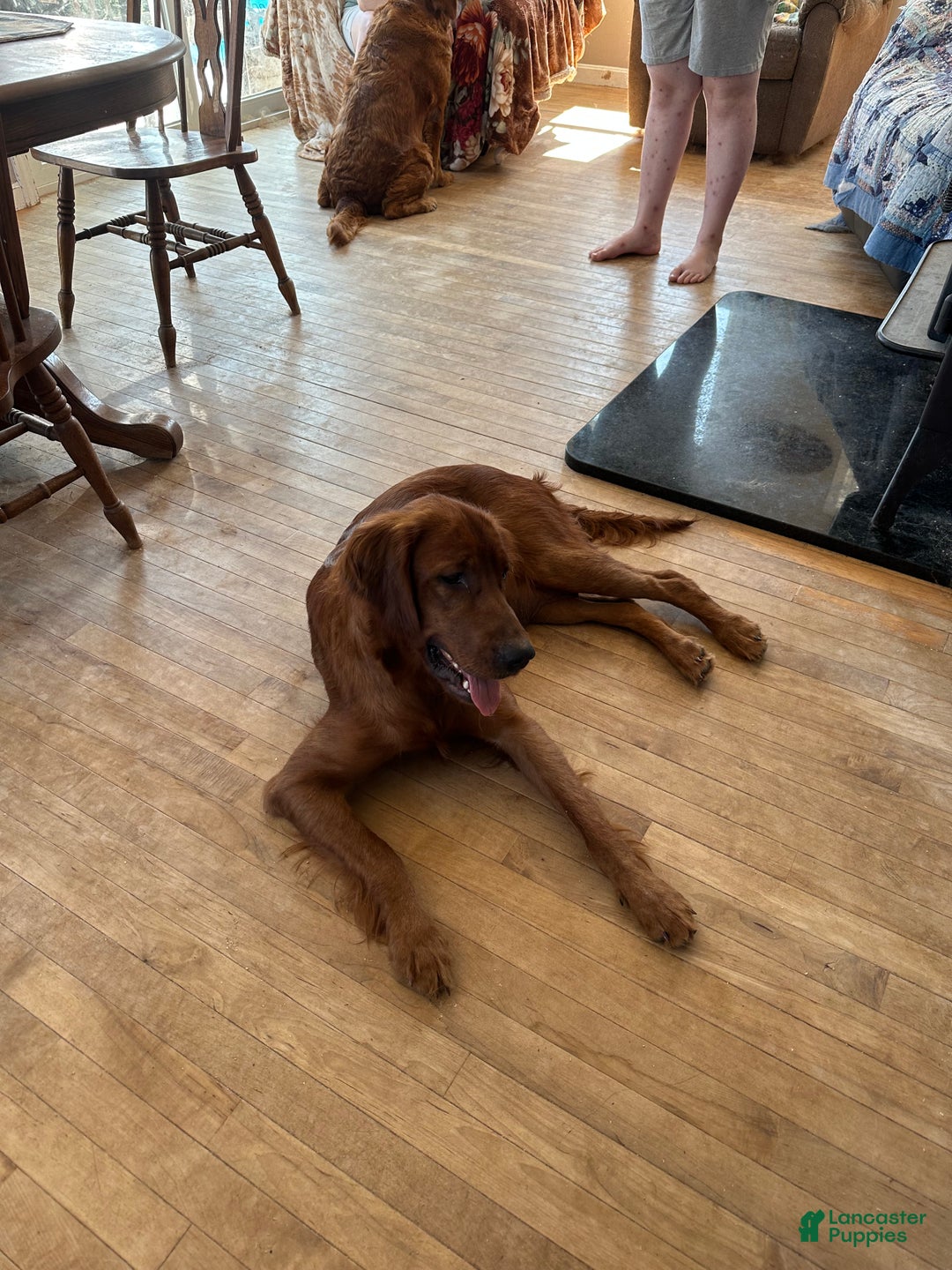 Mixed Breed dogs for sale: Golden Irish Puppy 1 - Ad 2