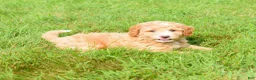 Maltipoo dogs for sale: Stetson - Ad 1