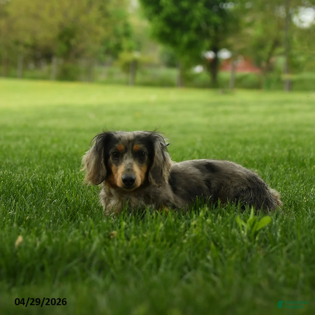 Miniature Dachshund dogs for sale: Freckles - Ad 7