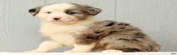 Australian Shepherd dogs for sale: Evie - Ad 8