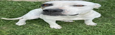 American Bulldog Puppy 
