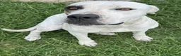 American Bulldog dogs for sale: American Bulldog Puppy  - Ad 1