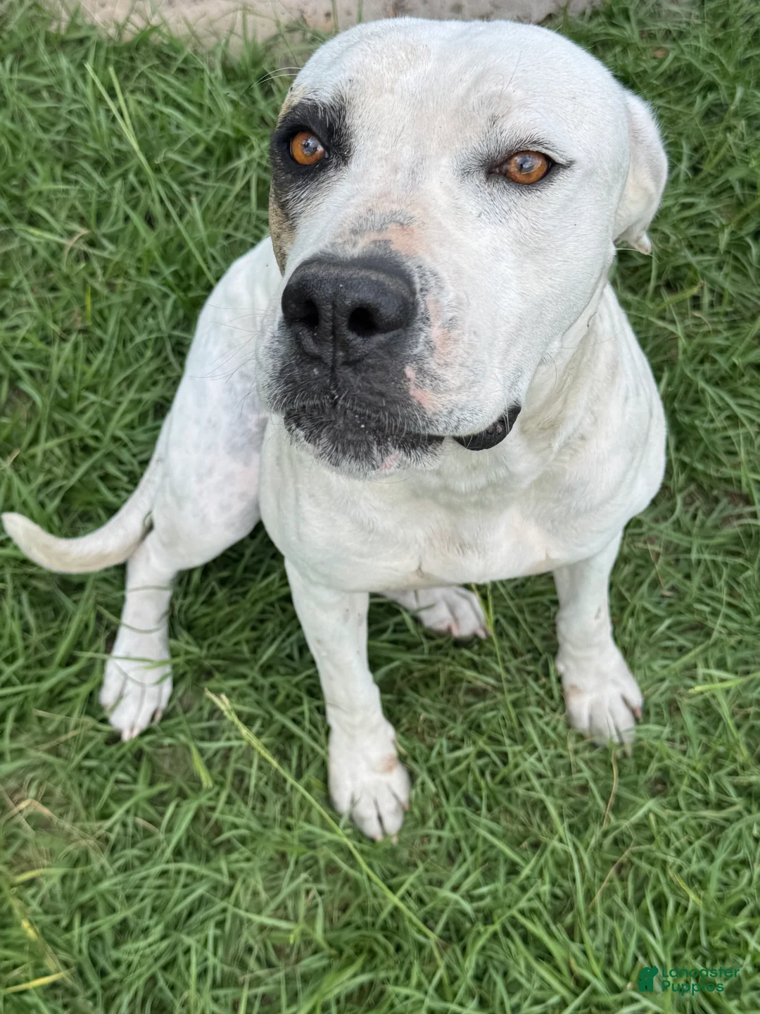 American Bulldog dogs for sale: American Bulldog Puppy  - Ad 1